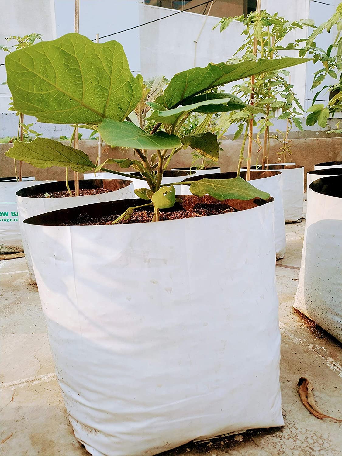 Why You Should Choose Grow Bags Over Plastic Pots - Wraxly