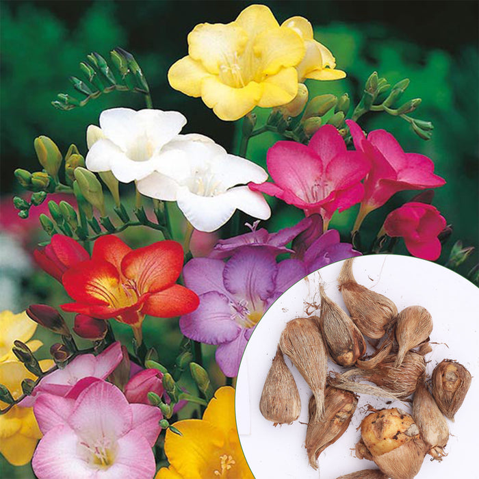 Freesia-6-Color-Flower-Bulbs