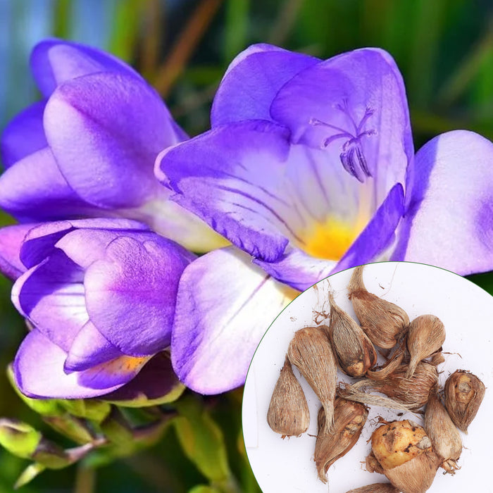 Freesia-6-Color-Flower-Bulbs