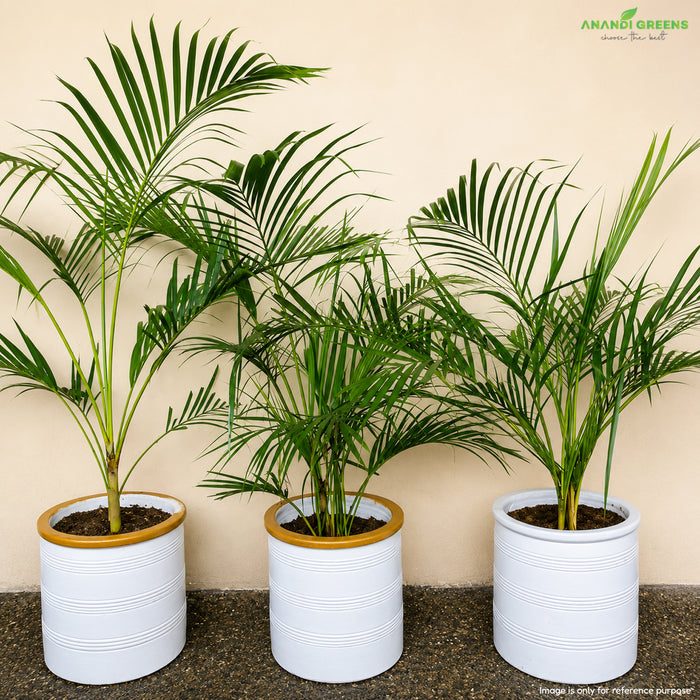 Areca Palm Seeds (Butterfly Palm)