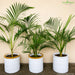 Areca Palm Seeds (Butterfly Palm)