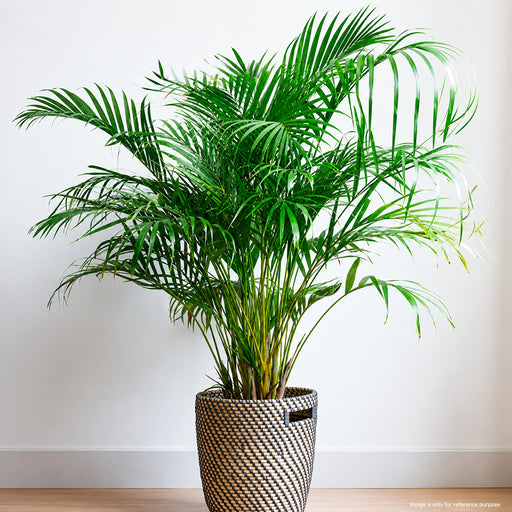 Areca Palm Seeds (Butterfly Palm)