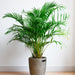 Areca Palm Seeds (Butterfly Palm)
