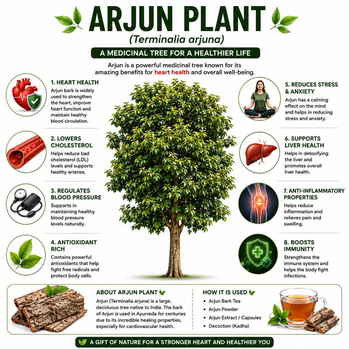 Arjun Tree Seeds