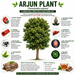 Arjun Tree Seeds