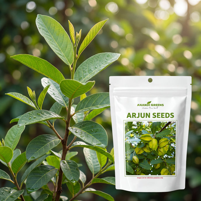 Arjun Tree Seeds | Terminalia Arjuna Seeds