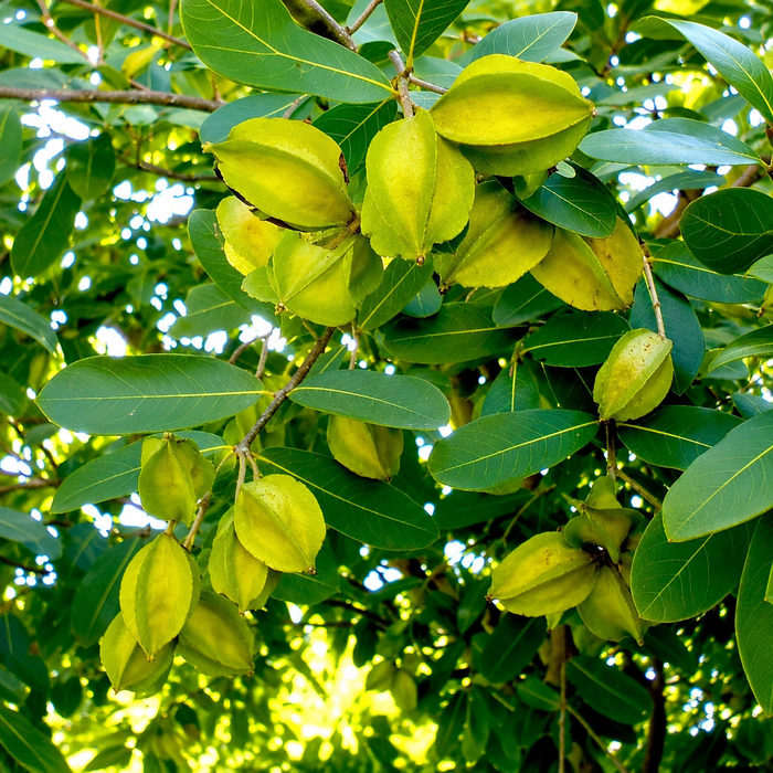 Arjun Tree Seeds | Terminalia Arjuna Seeds