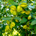 Arjun Tree Seeds | Terminalia Arjuna Seeds