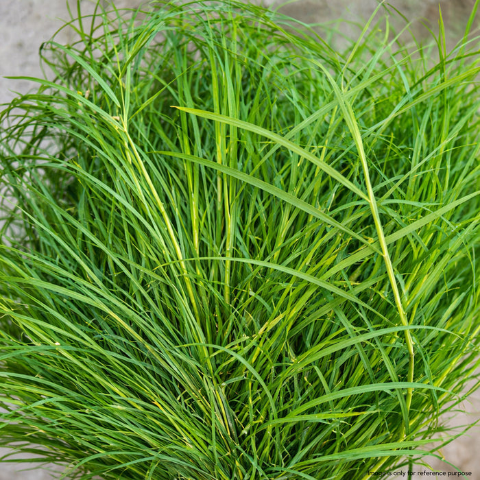 Dhoop Grass Seeds (धूप घास / ध्रुवा के बीज)