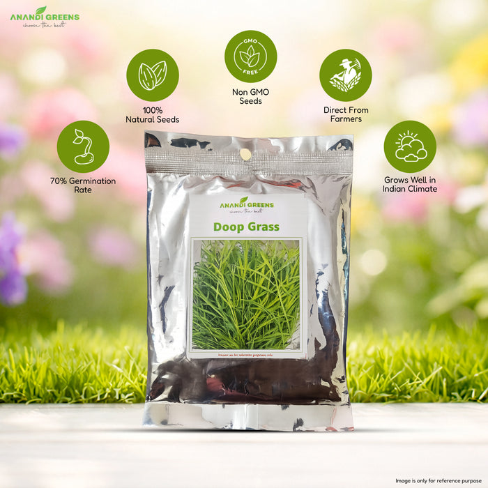 Dhoop Grass Seeds (धूप घास / ध्रुवा के बीज)