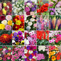 20 All Season Flower Combo Pack