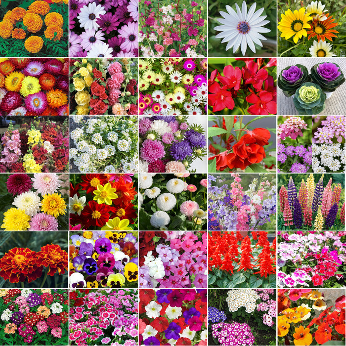 30 Varieties Flower Seeds Mega Combo Pack