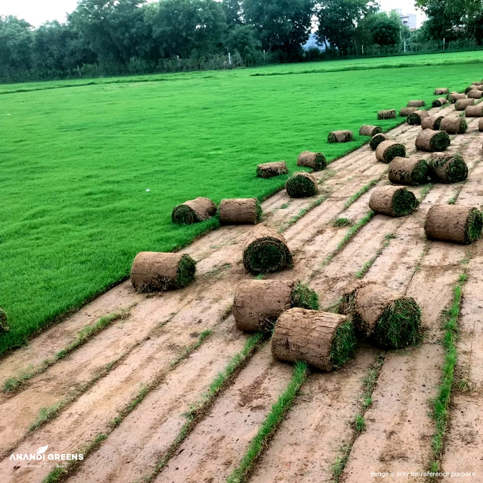 Dhoop Grass Seeds (धूप घास / ध्रुवा के बीज)