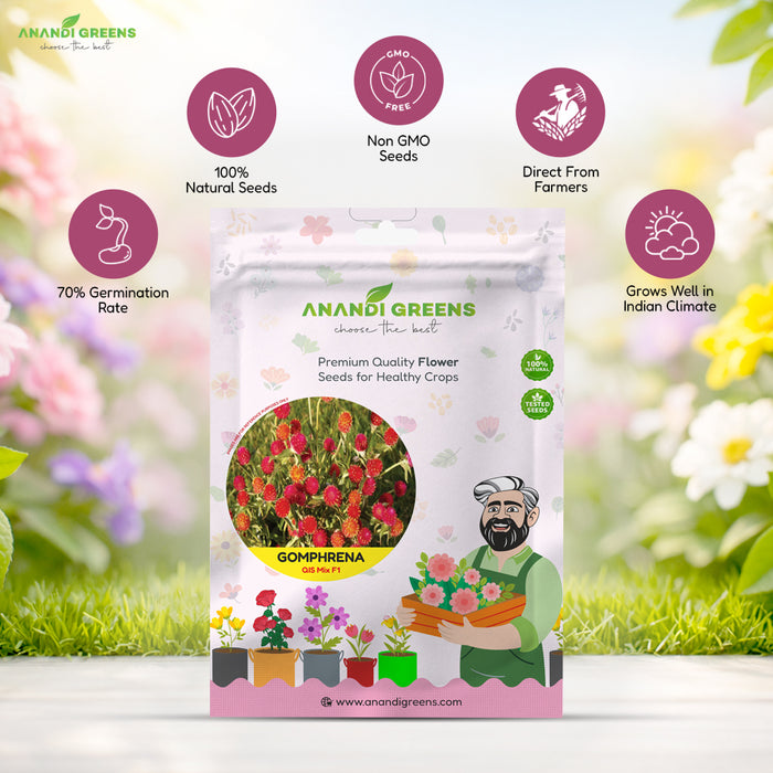 Gomphrena – QIS Mix F1