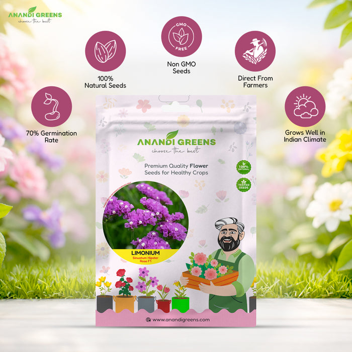 Limonium – Sinuatum Hipster Rose F1