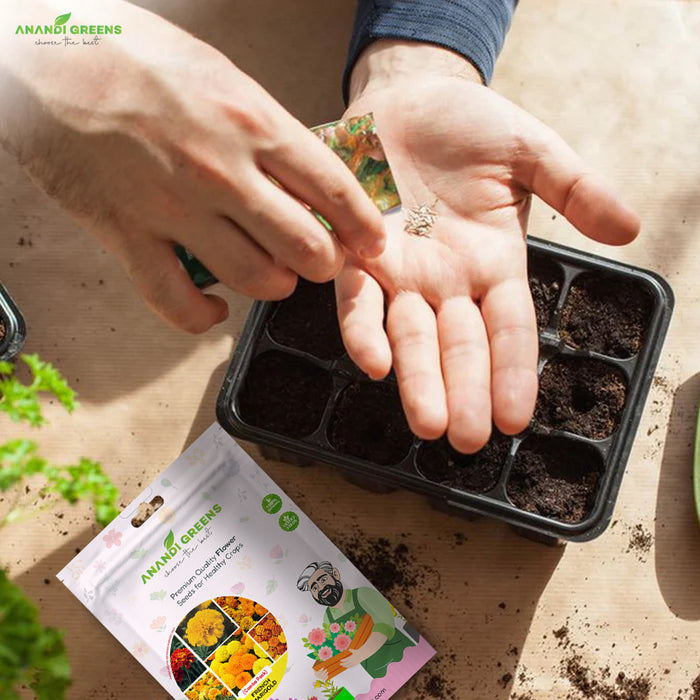 6-in-1 Marigold Seeds Combo Pack