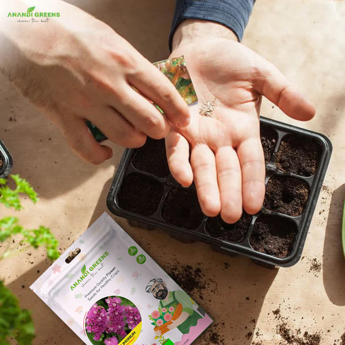 Limonium – QIS Rose F1