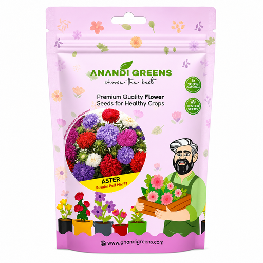 Aster – Powder Puff Mix F1