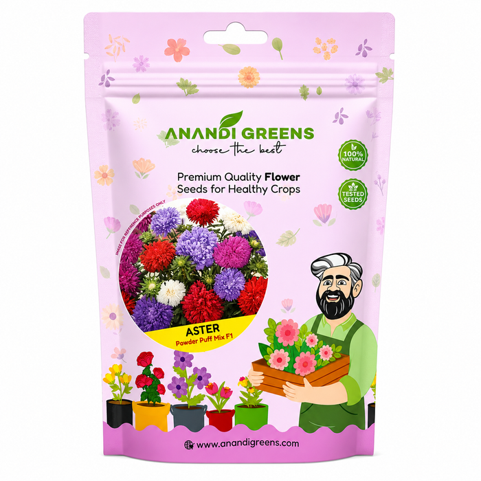 Aster – Powder Puff Mix F1