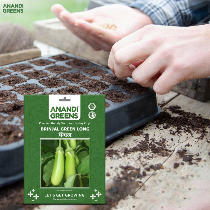 Brinjal Hybrid (बेंगन हरे लंबे ) Seeds F1 Hybrid