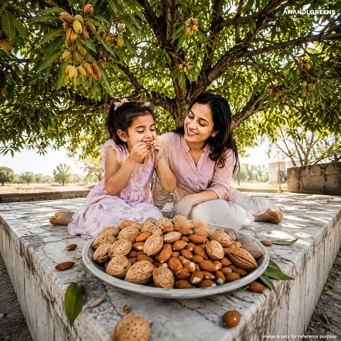 Badam Tree Seeds