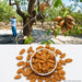Badam Tree Seeds