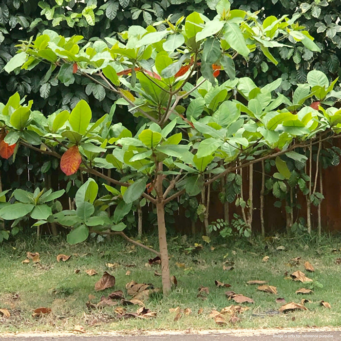 Badam Tree Seeds / Almond Tree Seeds