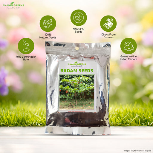 Badam Tree Seeds / Almond Tree Seeds