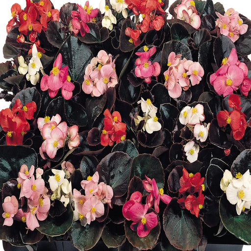 Begonia Semperflorens Cocktail Mix Pelleted F1 Hybrid seeds