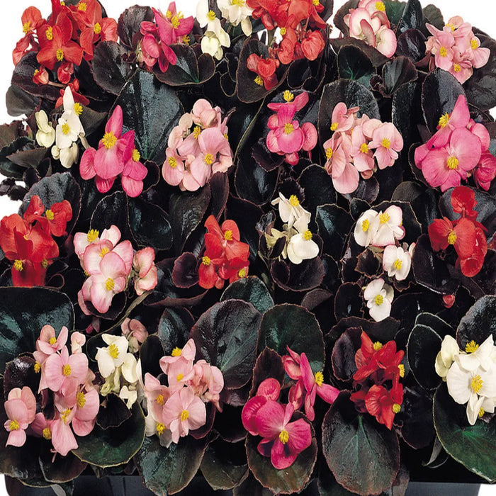 Begonia Semperflorens Cocktail Mix Pelleted F1 Hybrid seeds