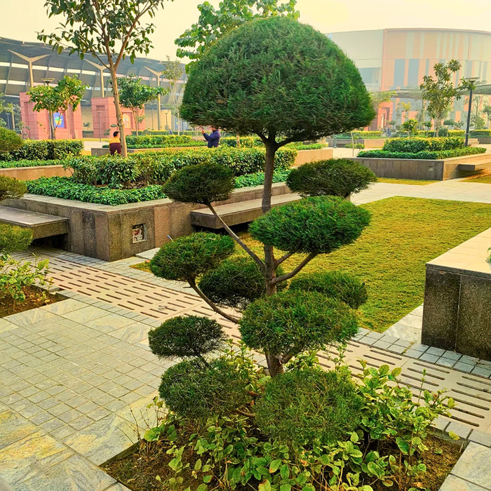 Casuarina Equisetifolia Seeds Junglisaru or Jangli Jhao Seeds
स्यूरिना एक्विसेटिफोलिया, ऑस्ट्रेलियन पाइन, कास्यूरिना, ऑस्ट्रेलियन पाइन वृक्ष, चूला एवरग्रीन वृक्ष बीज, ऑस्ट्रेलियन व्हिस्लिंग पाइन