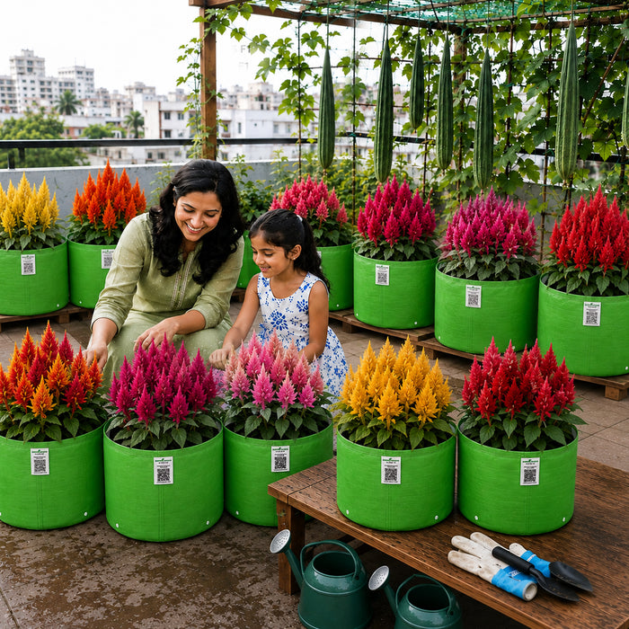 Celosia Plumosa F1 Seeds Combo - (5 Varieties)