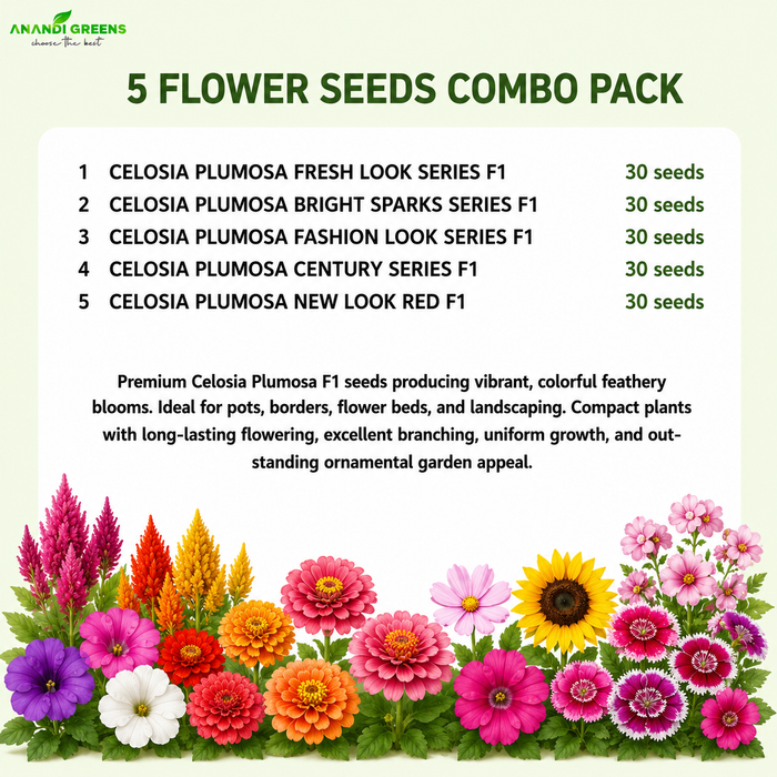 Celosia Plumosa F1 Seeds Combo - (5 Varieties)