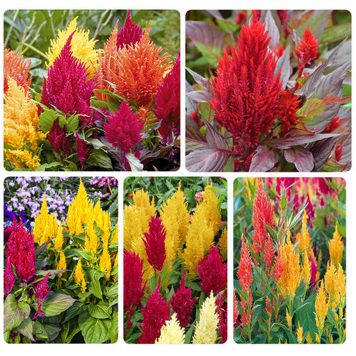 Celosia Plumosa F1 Seeds Combo - (5 Varieties)