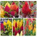 Celosia Plumosa F1 Seeds Combo - (5 Varieties)