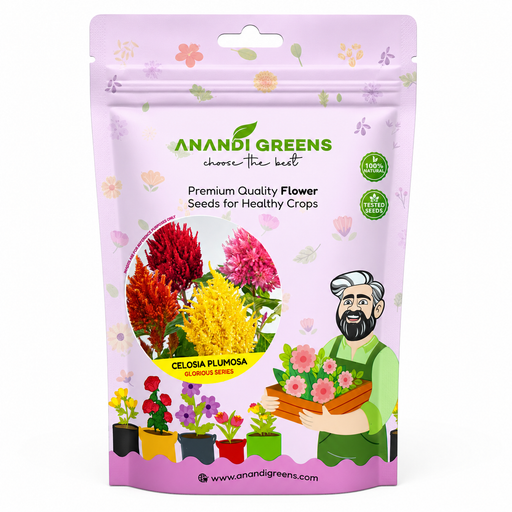 Celosia – Plumosa Glorious Series F1