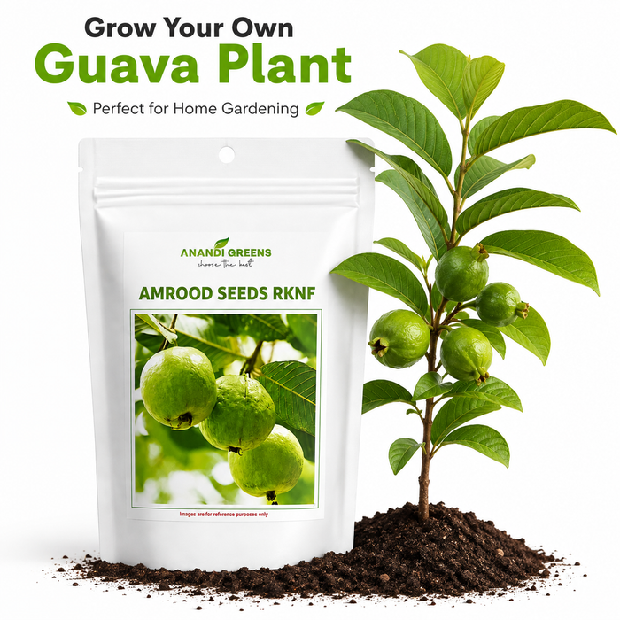 Guava (Amrood) Fruits Tree Seeds
