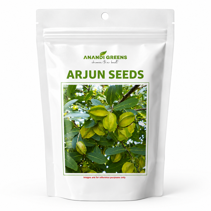 Arjun Tree Seeds | Terminalia Arjuna Seeds