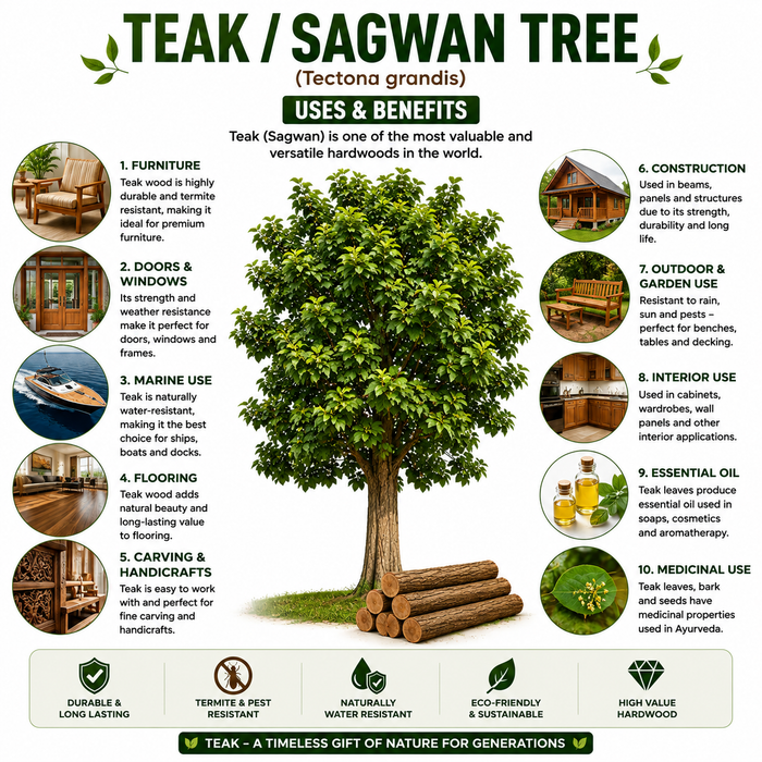 Sagwan (Tectona grandis) | Teak Tree Seeds