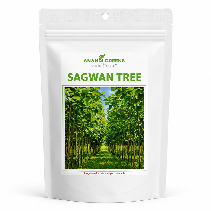 Sagwan (Tectona grandis) | Teak Tree Seeds