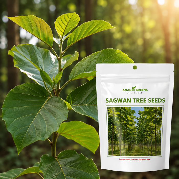 Sagwan (Tectona grandis) | Teak Tree Seeds