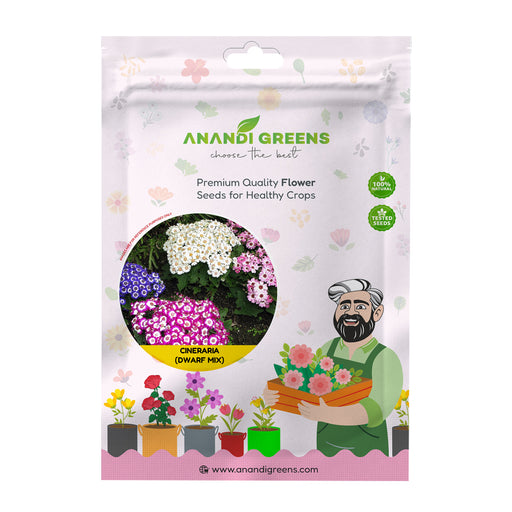 Cineraria (Dwarf Mix) – Seeds