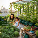 Climbing Vegetable Seeds Combo