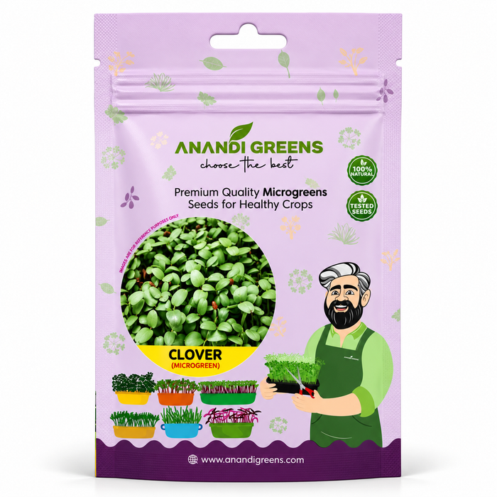 Clover microgreen seeds