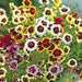 Coreopsis Mix Flower Seeds (Tickseed)