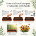 Coreopsis Mix Flower Seeds (Tickseed)