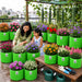 Fi Hybrid Flower Seeds Combo Pack