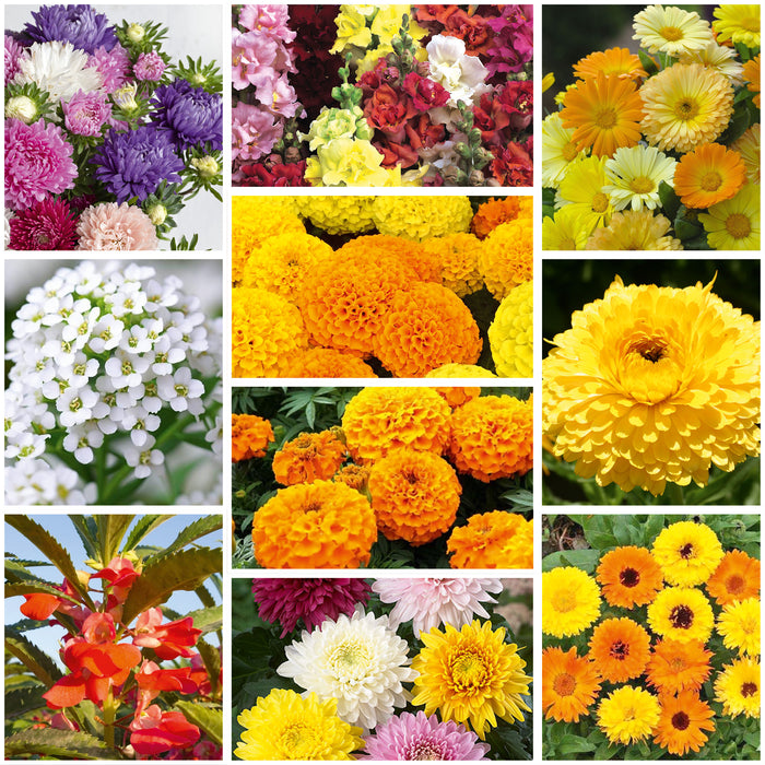Flower Seeds Bundle Pack 1 – 10 Varieties Combo