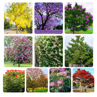 10 Flowering & Shade Tree Seeds Combo Pack