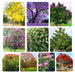 Flowering Tree Seeds Combo Pack Of 10